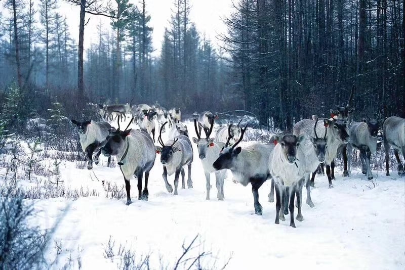 呼倫貝爾大興安嶺馴鹿