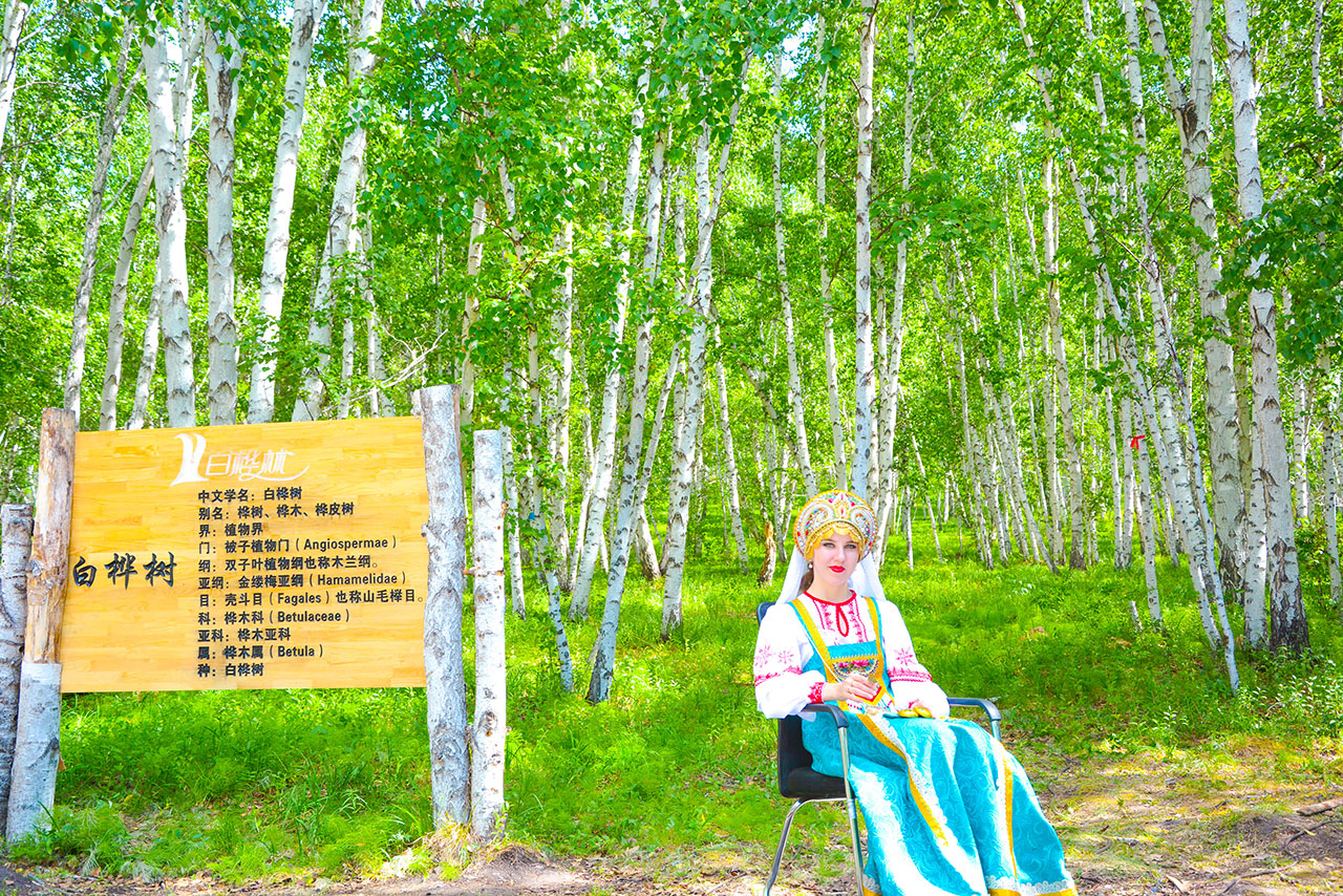 呼倫貝爾白樺林