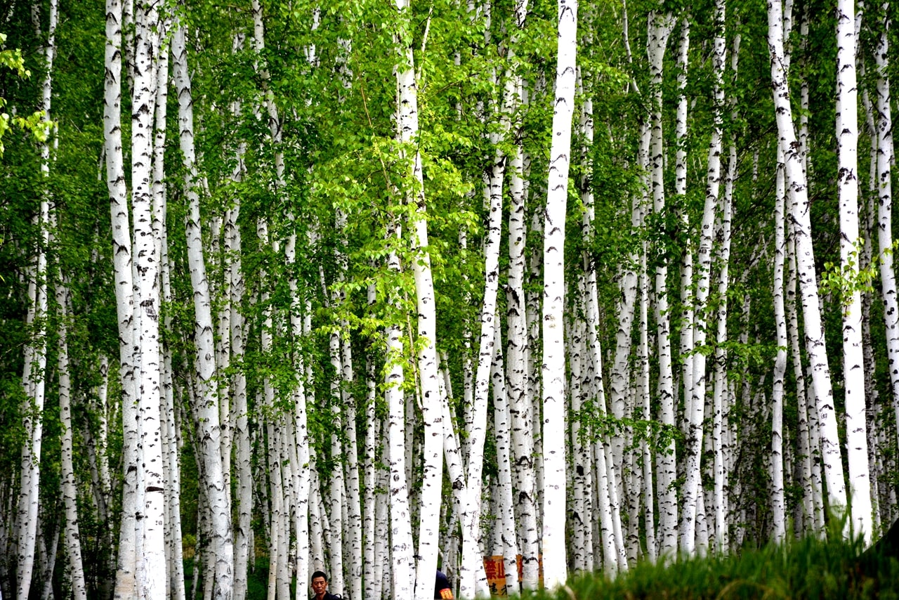呼倫貝爾白樺林