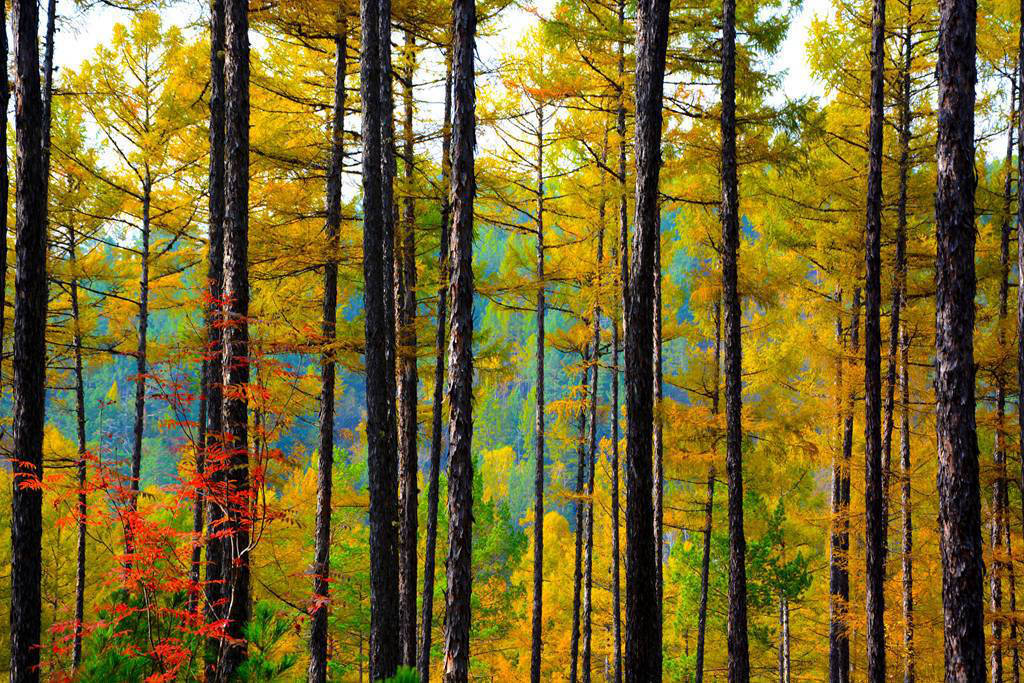 呼倫貝爾秋天的美景